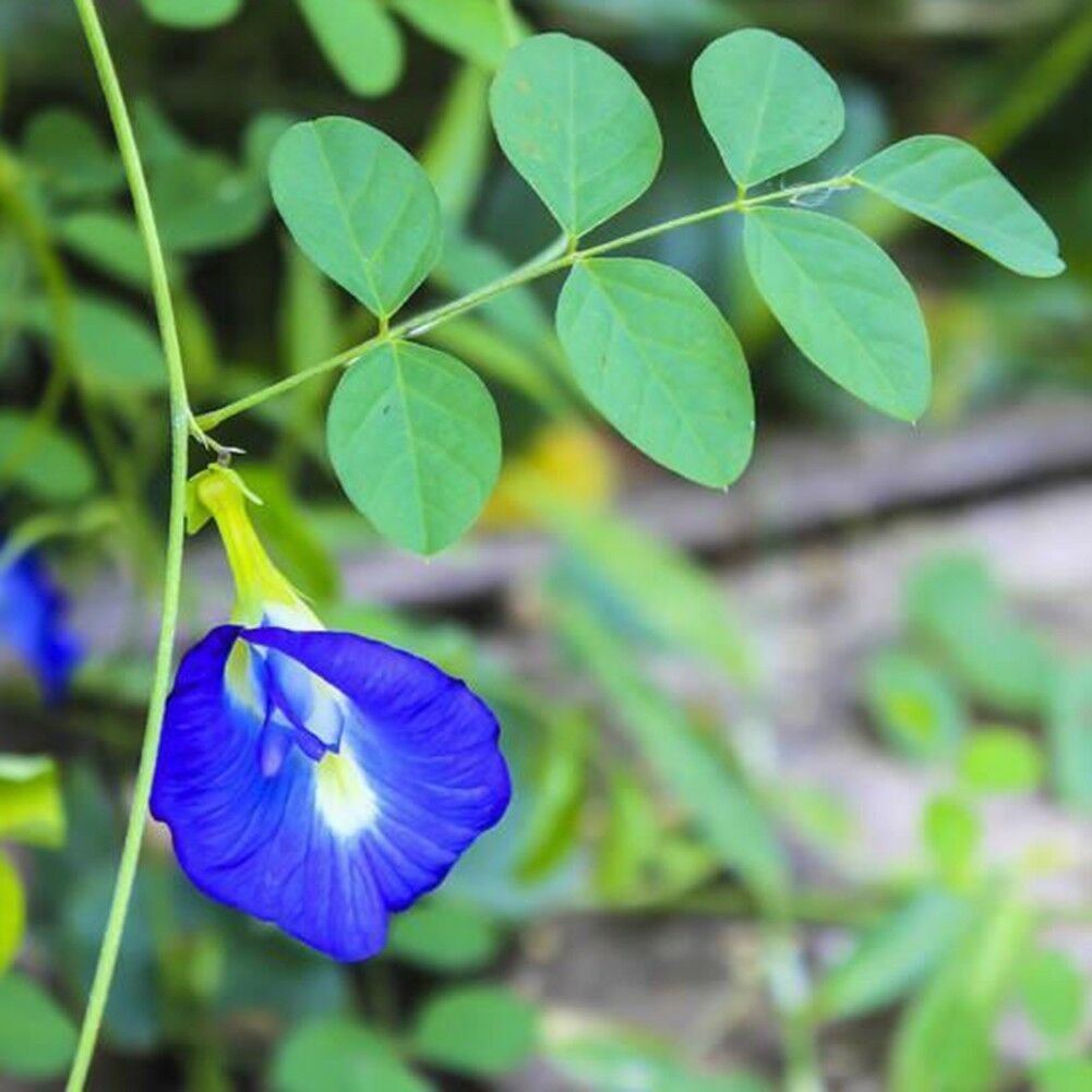 Clitoria ternatea