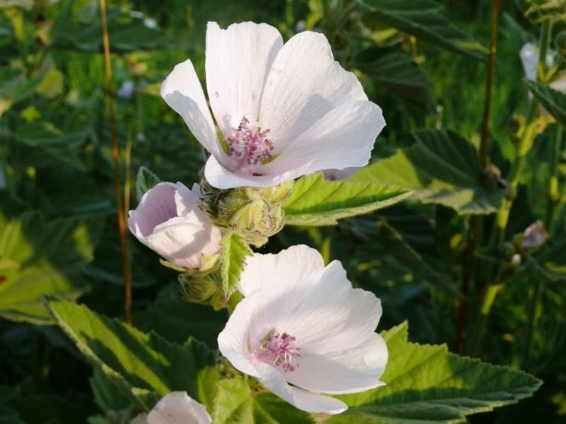 Althaea officinalis