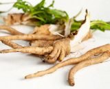 chicory root